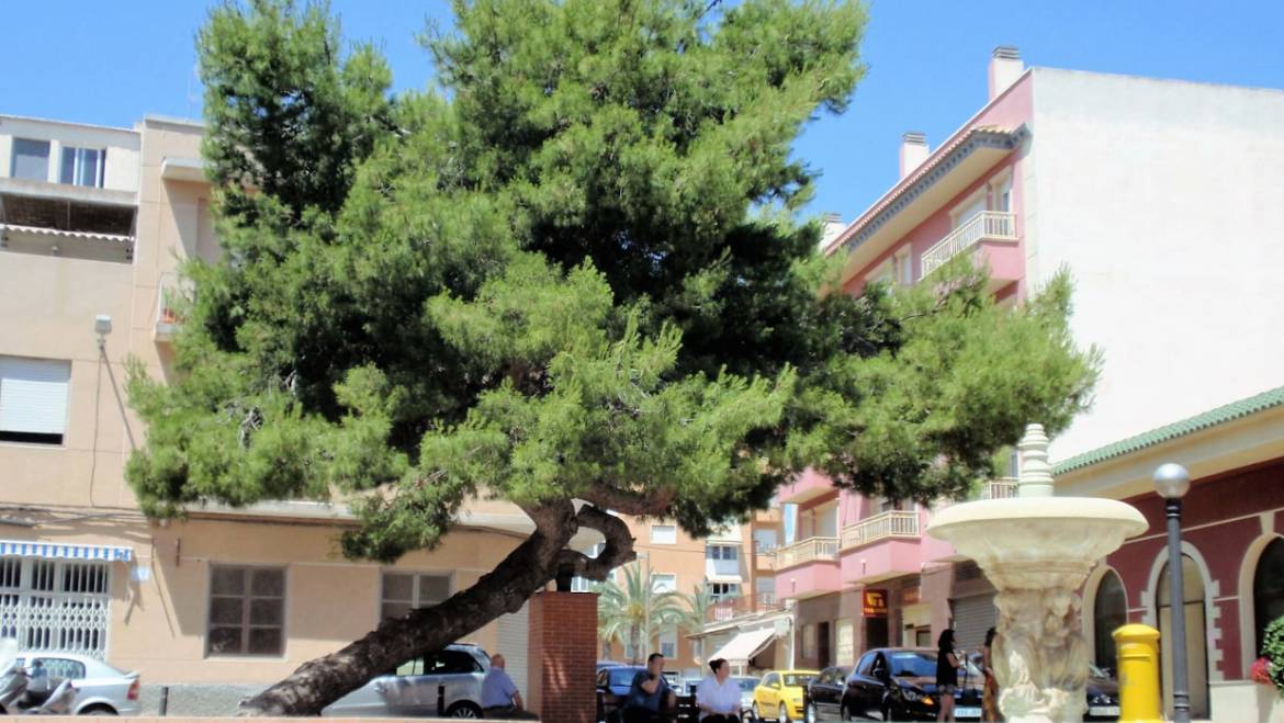 El Ayuntamiento de Elche apoya la candidatura del ‘Pino de La Baia’ a Árbol Europeo 2021