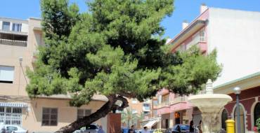 El Ayuntamiento de Elche apoya la candidatura del ‘Pino de La Baia’ a Árbol Europeo 2021