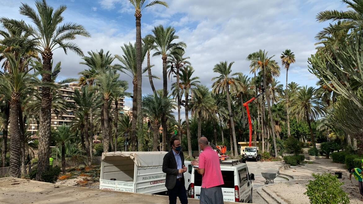 El Ayuntamiento inicia en el Hort de Baix los trabajos de poda y mantenimiento de más de 10.000 palmeras de huertos Patrimonio de la Humanidad