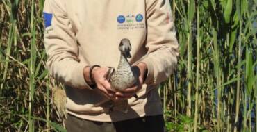 Medio Ambiente celebra la inversión de 2,8 millones de euros en el Parc Natural del Fondo para la recuperación de la cerceta pardilla
