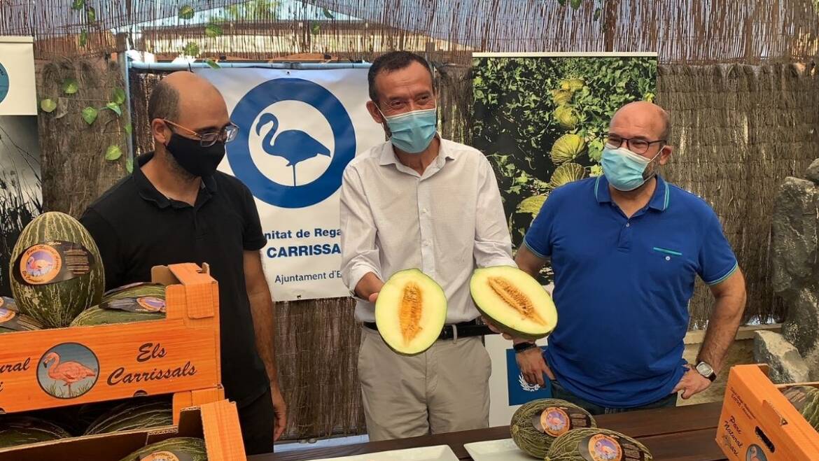La Comunidad de Regantes de Carrizales espera obtener este año más de 350.000 kilos de melones