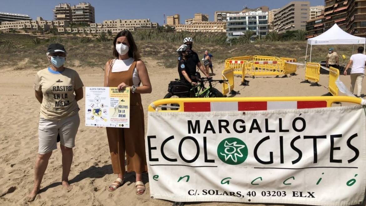 La Concejalía de Medio Ambiente, Margalló y Aigües d’Elx lanzan una campaña para proteger los nidos de tortugas marinas en las playas del Mediterráneo