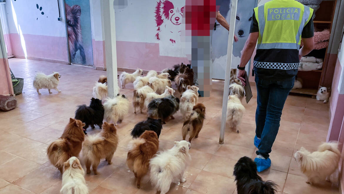 La Policia Local d’Elx localitza la major granja il·legal de gossos de raça a la ciutat