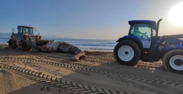 Operarios del servicio de limpieza retiran de la playa de El Altet una ballena muerta de cerca de ocho toneladas