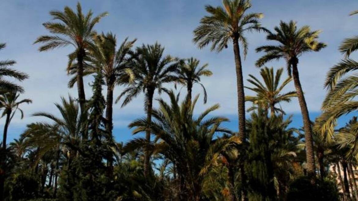 El Ayuntamiento de Elche elaborará un Plan Rector de uso y gestión sostenible para la red de riego tradicional del Palmeral