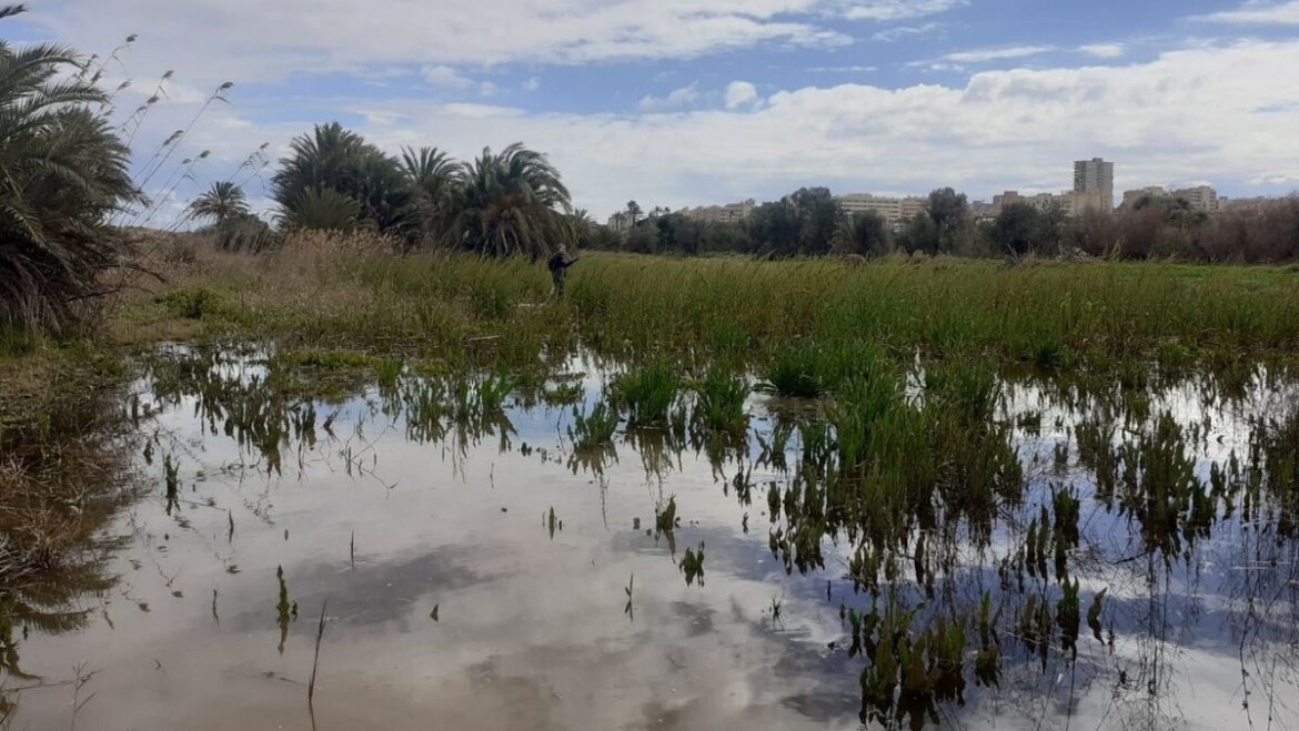 Sanidad refuerza la fumigación en todo el municipio para evitar plagas de mosquitos tras las lluvias