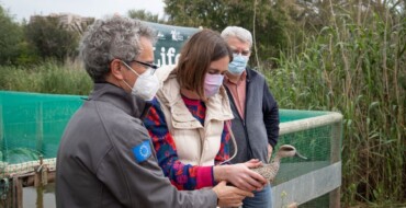 Medio Ambiente colabora con el LIFE Cerceta Pardilla con la reintroducción de 36 nuevos ejemplares en el Clot de Galvany