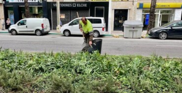 El Ayuntamiento contrata una empresa para mejorar la poda de arbolado y palmeras