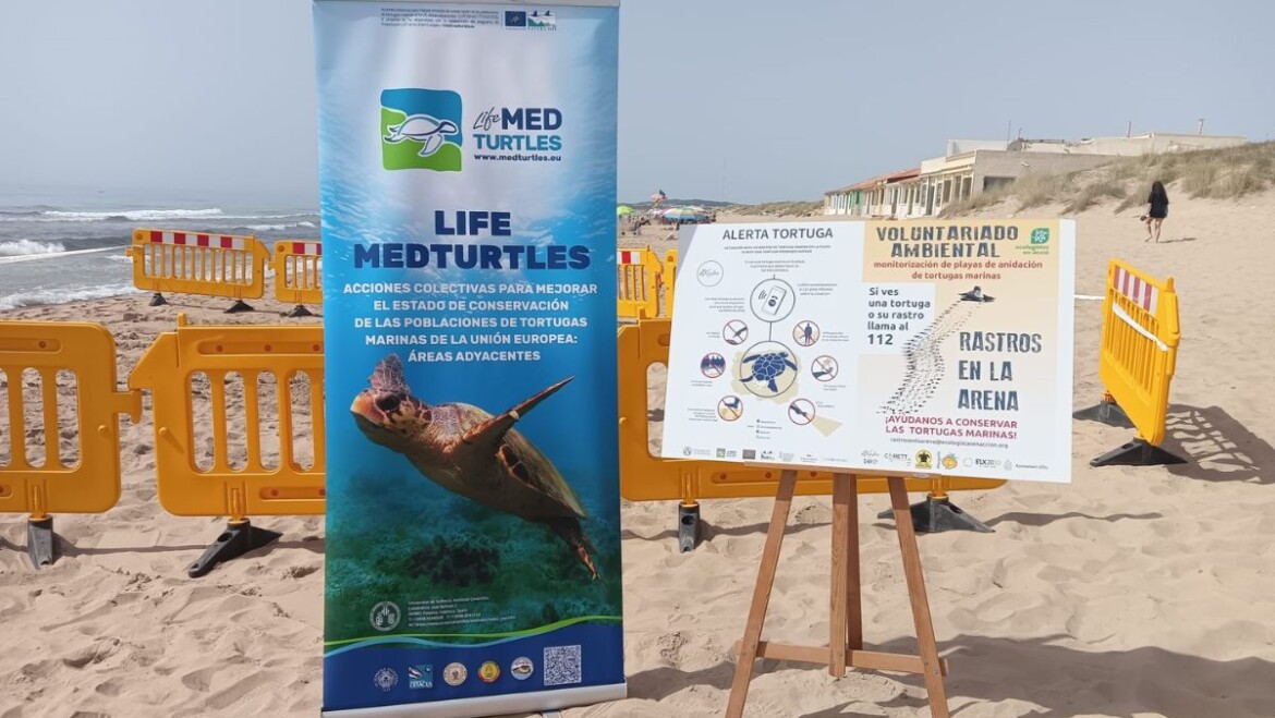La Regidoria de Medi Ambient presenta juntament amb Ecologistes en Acció una campanya per a la detecció de possibles nidificacions de tortugues babaues