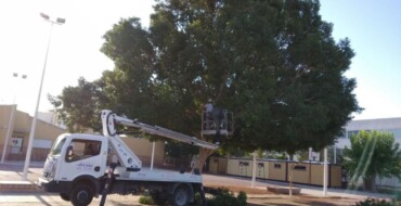 El Ayuntamiento de Elche inspecciona el arbolado en centros educativos de barrios y pedanías para evaluar el riesgo de caída de ramas