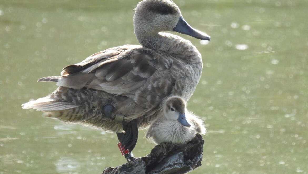 El Clot de Galvany celebra este fin de semana el Día Mundial de las Aves