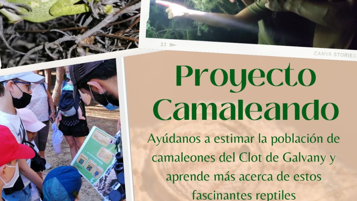 Medio Ambiente contabilizará la población de camaleones en el Clot de Galvany