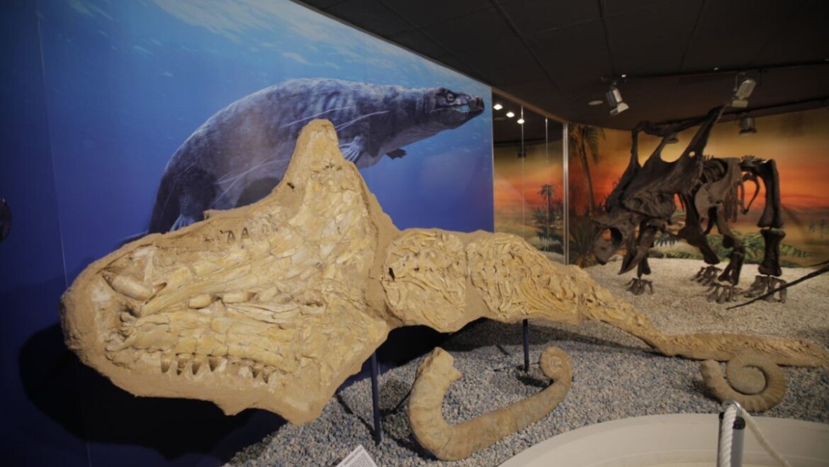 Elx se suma a la celebració del Dia Internacional dels Museus amb jornades de portes obertes