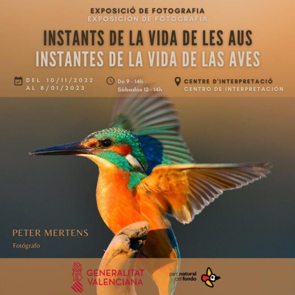 instantes de la vida de las aves