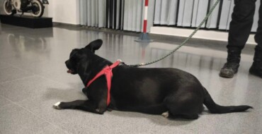 La Policía Local abre diligencias al cuidador de un perro por un posible maltrato animal