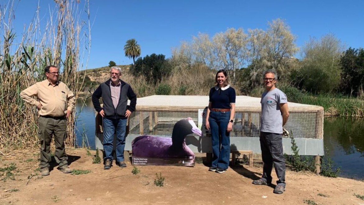 El Clot de Galvany acoge a ocho nuevos ejemplares de focha moruna