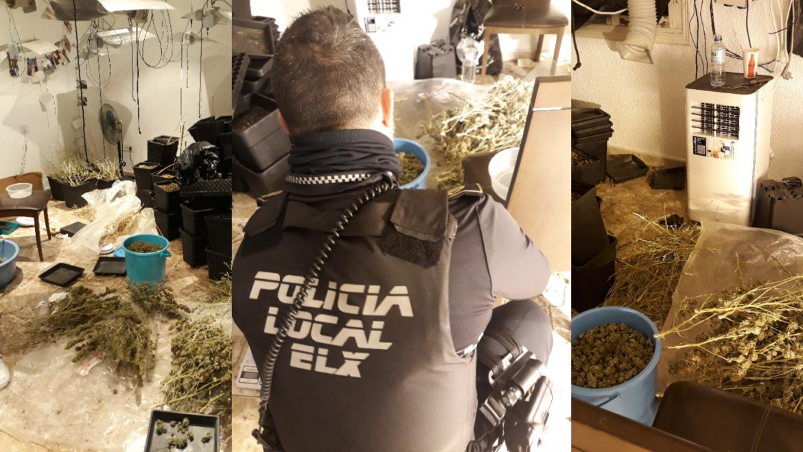 La Policia Local deté un home per cultivar marihuana al seu habitatge després d’una alerta veïnal