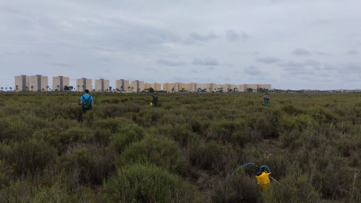 La Concejalía de Sanidad intensifica la lucha contra los mosquitos en el término municipal tras las abundantes lluvias