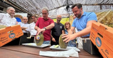 La producción de melón de Carrizales se reduce esta temporada a los 200.000 kilos