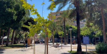 El Ayuntamiento continúa su plan de sombra con la plantación de árboles de gran porte en la plaza dels Algeps