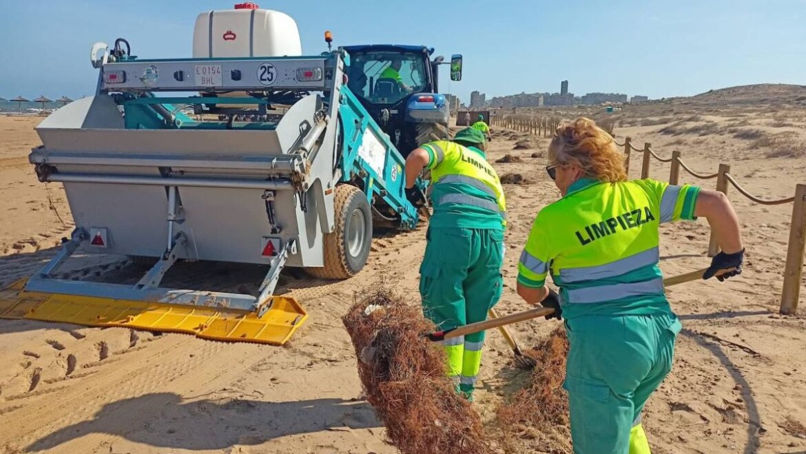 Trabajo intenso de limpieza y mantenimiento de las playas de Elche tras el temporal