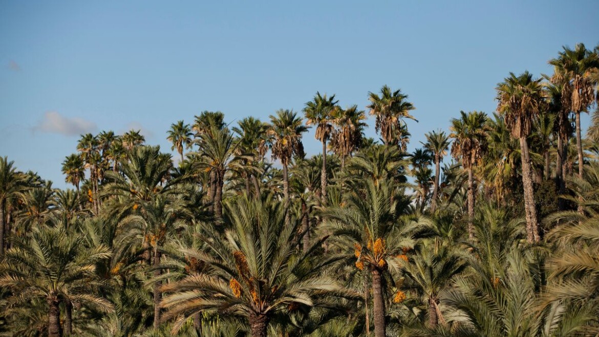 Elx seleccionada en un projecte europeu per a la recuperació del patrimoni hidràulic