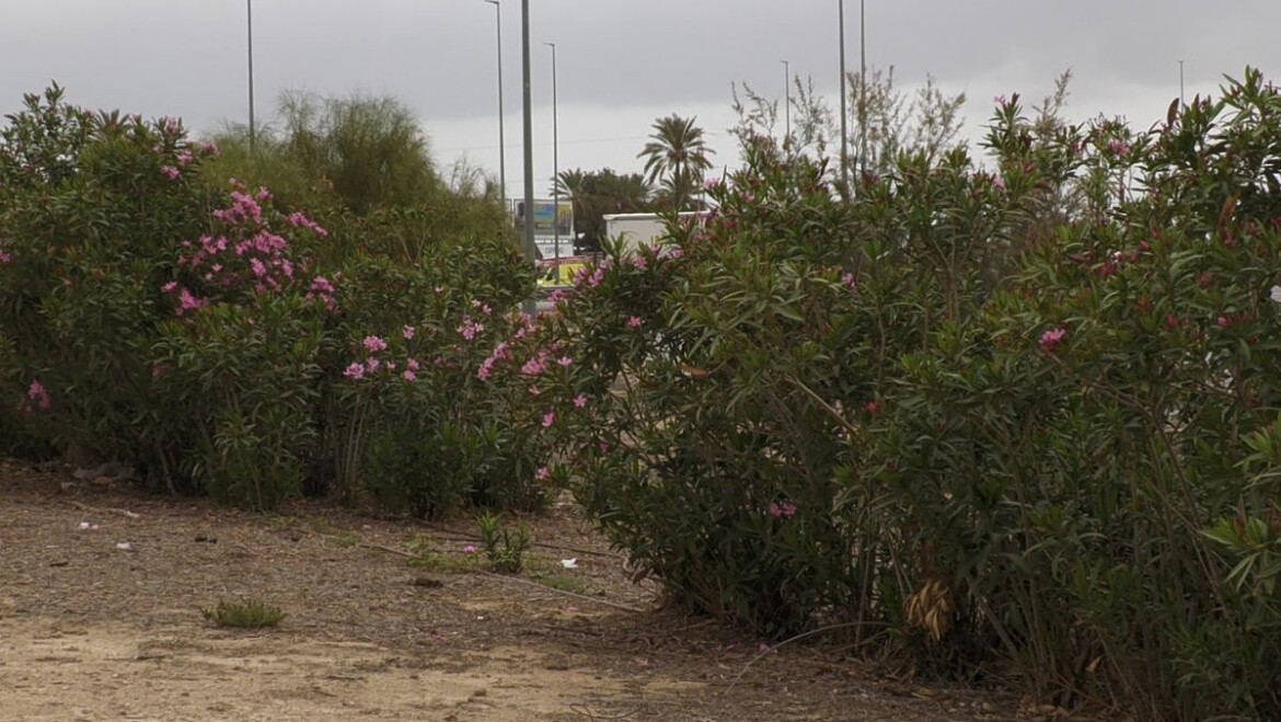 Elche creará un gran cinturón verde con la plantación de 10.000 árboles en la Ronda Sur