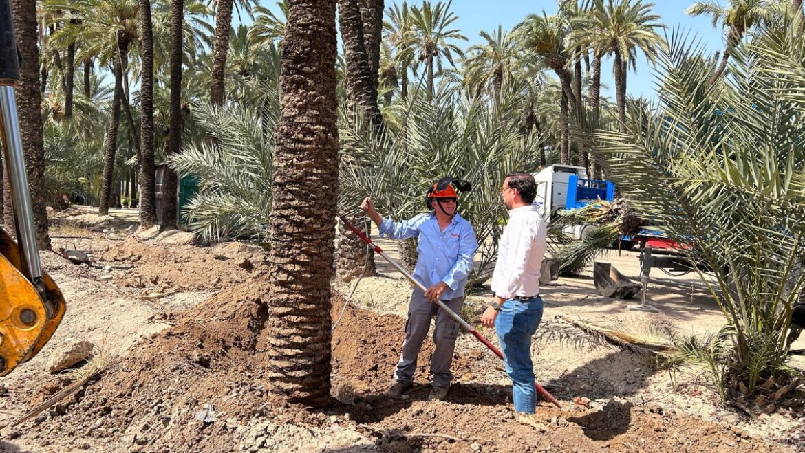 El Ayuntamiento trasplanta el 60% de las palmeras de la calle Pedro Juan Perpiñán al huerto de la Molinera