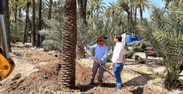 El Ayuntamiento trasplanta el 60% de las palmeras de la calle Pedro Juan Perpiñán al huerto de la Molinera