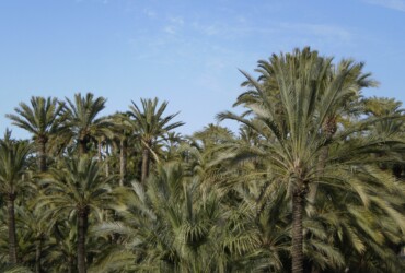 Elche se postula para influir a nivel europeo en las políticas sobre el ciclo urbano del agua.