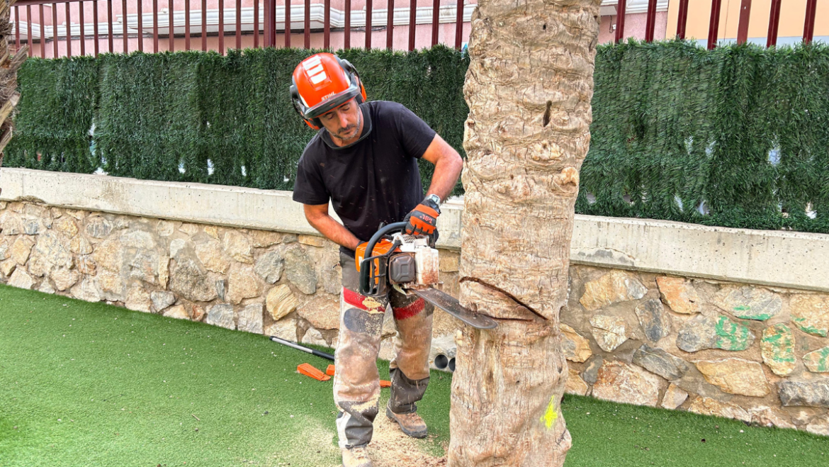 El Ayuntamiento retira las palmeras y árboles en mal estado de los centros educativos