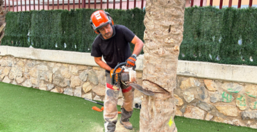 El Ayuntamiento retira las palmeras y árboles en mal estado de los centros educativos