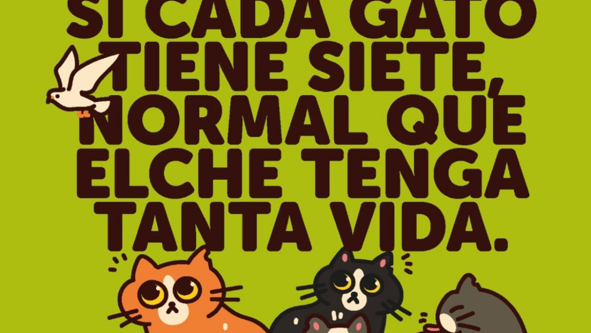 Elche lanza una campaña para informar a la ciudadanía de la gestión de colonias felinas