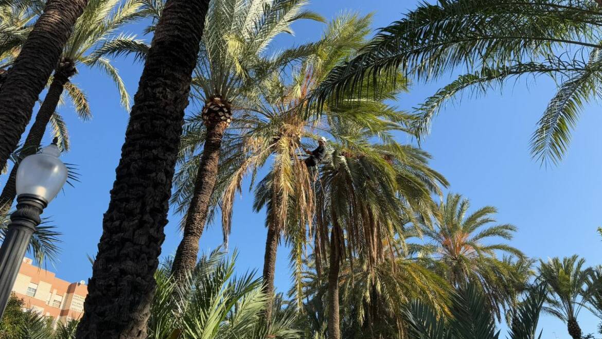 El Ayuntamiento cierra parques y huertos ecológicos por la alerta amarilla por viento