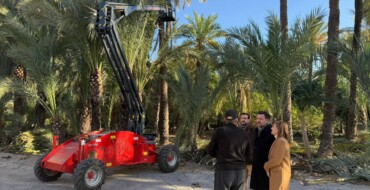El Ayuntamiento inicia los trabajos de poda de 3.815 palmeras en huertos ajardinados