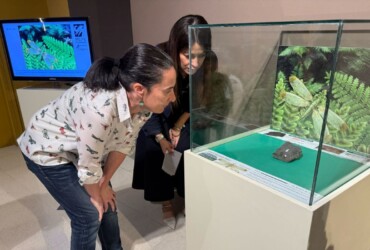 El MUPE expone por primera vez un fósil de una nueva especie de insecto única en el mundo