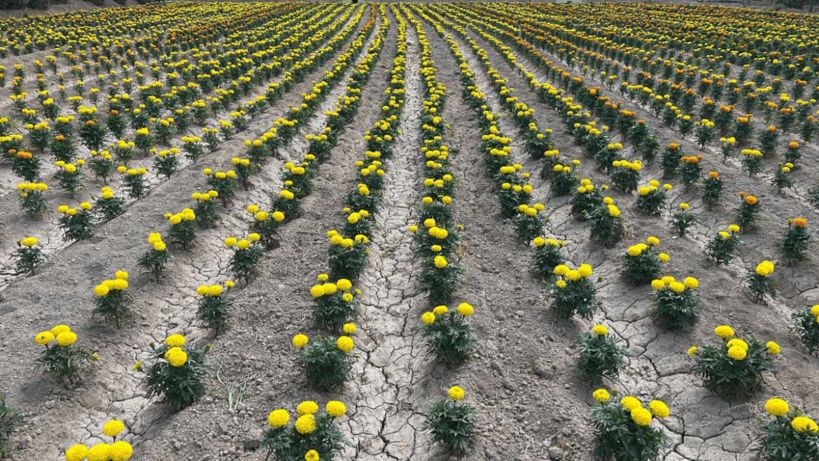 Elche lanza dos nuevas rutas guiadas por los huertos históricos de palmeras