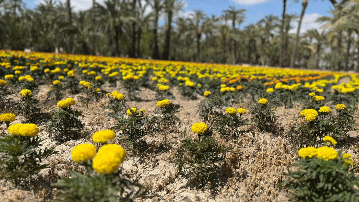 La recuperación agrícola de huertos urbanos avanza con la plantación de más girasoles y tagetes