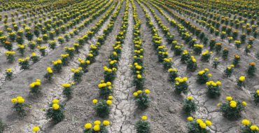 Elche lanza dos nuevas rutas guiadas por los huertos históricos de palmeras