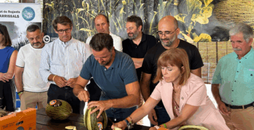 La producción de melón de Carrizales aumenta a los 600.000 kilos esta temporada