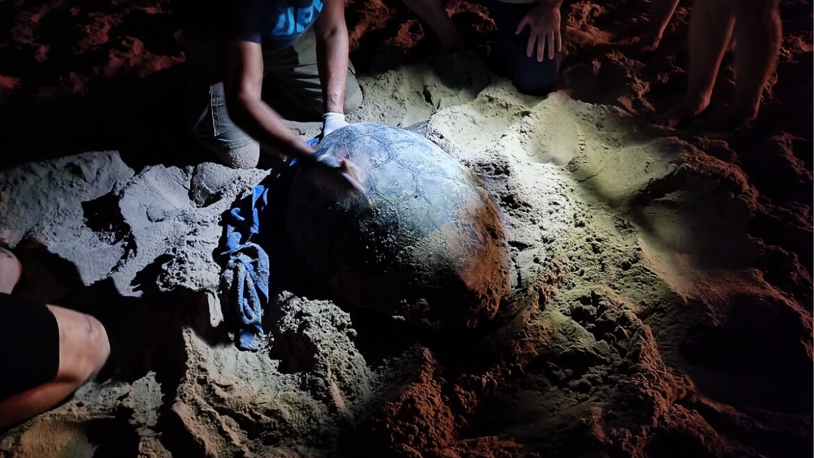 Una tortuga boba pone 79 huevos en la playa de Arenales del Sol