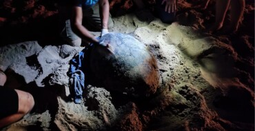 Una tortuga babaua pon 79 ous a la platja d’Arenals del Sol
