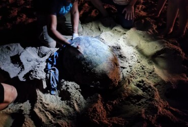 Una tortuga boba pone 79 huevos en la playa de Arenales del Sol