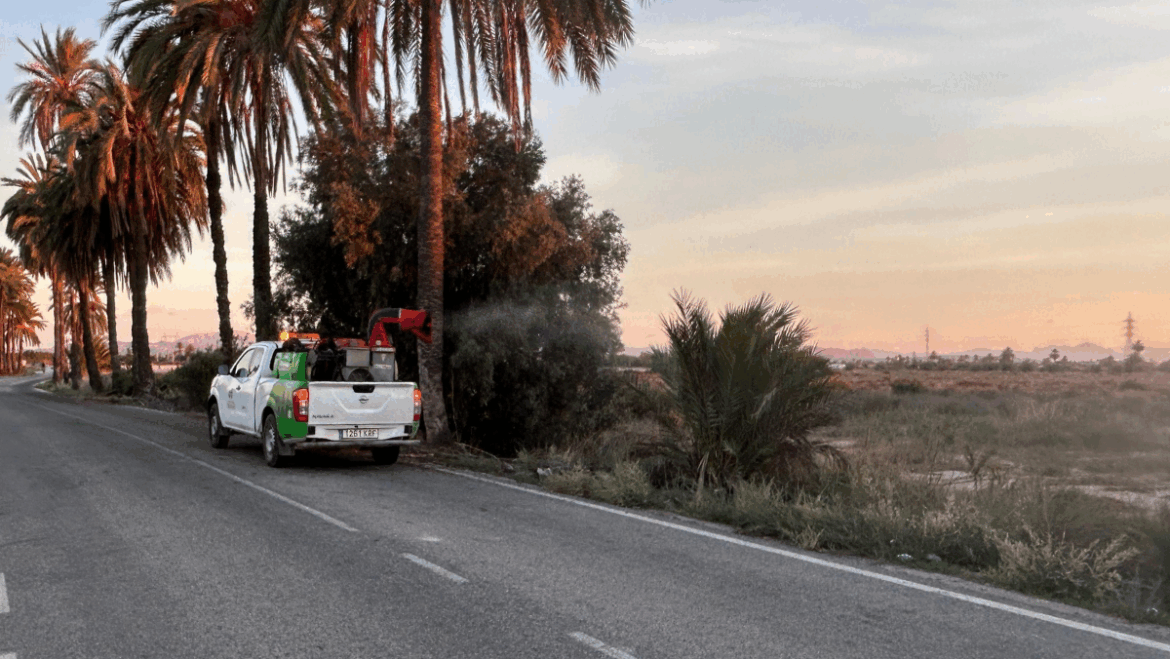 Elche redobla la fumigación para frenar la proliferación se mosquitos tras las lluvias