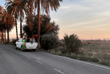 Elche redobla la fumigación para frenar la proliferación se mosquitos tras las lluvias