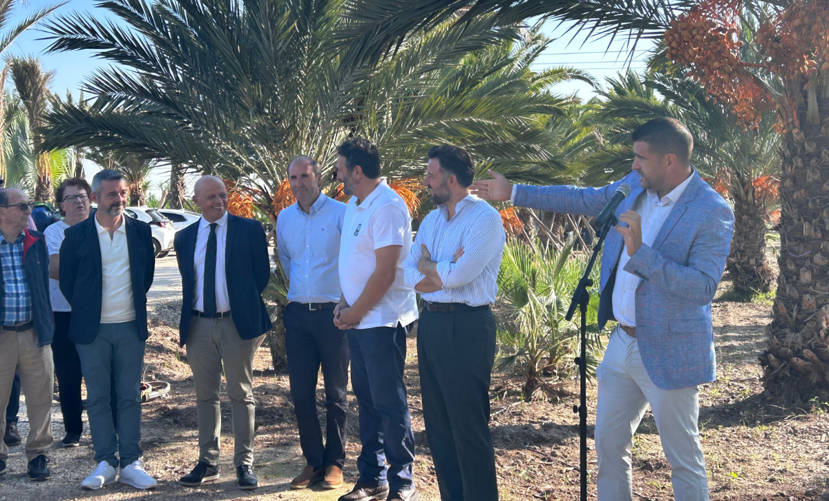 corte del primer ramazo de dátil de la temporada y declaraciones (2)