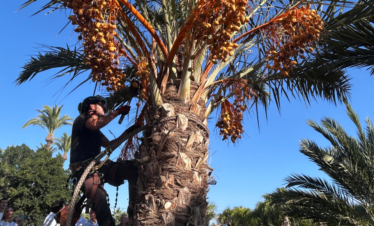 corte del primer ramazo de dátil de la temporada y declaraciones (3)