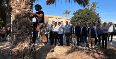 El Ayuntamiento apuesta por el consumo del dátil de Elche como garantía de calidad y apoyo al campo ilicitano