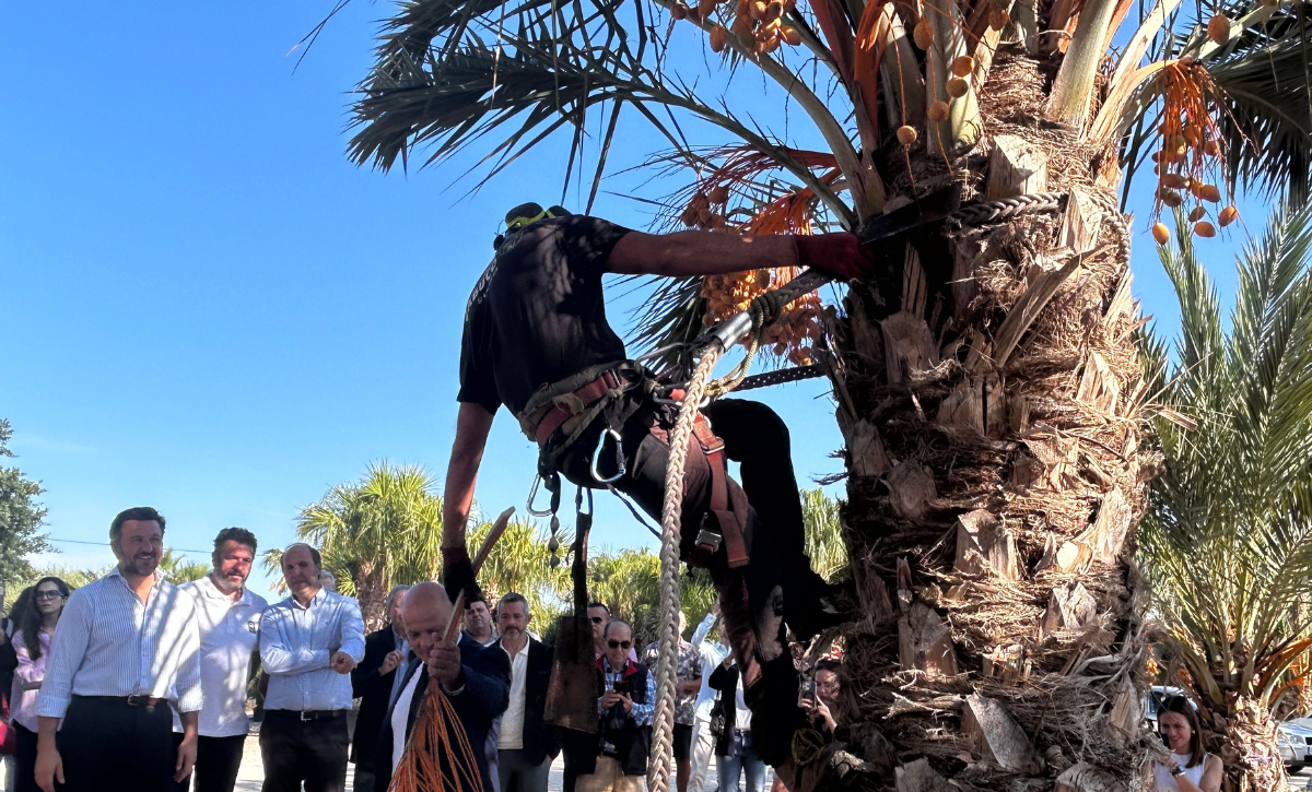 corte del primer ramazo de dátil de la temporada y declaraciones (4)