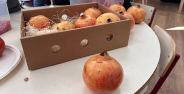 Una campaña escolar acerca la granada mollar de Elche a más de 800 alumnos de Infantil